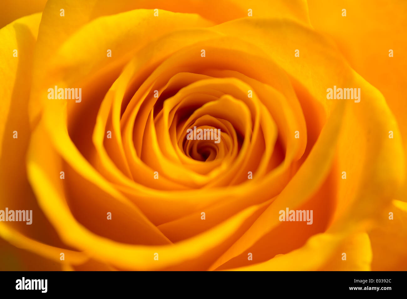 Detail of an orange rose. Stock Photo