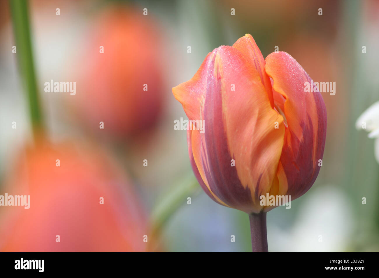 African tulip flower hi-res stock photography and images - Alamy