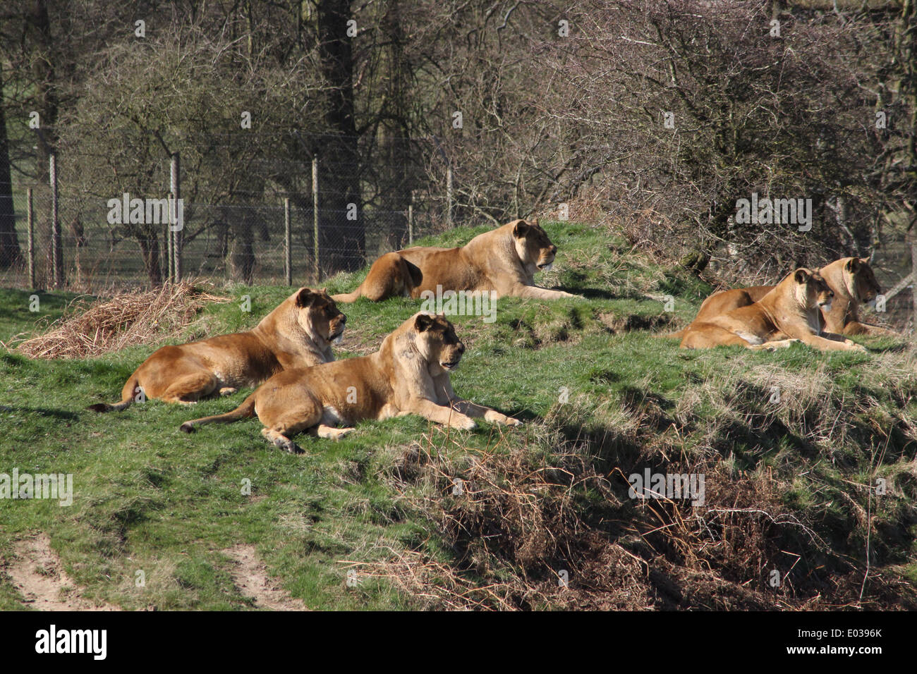 Lions are social animals that live in prides hires stock photography