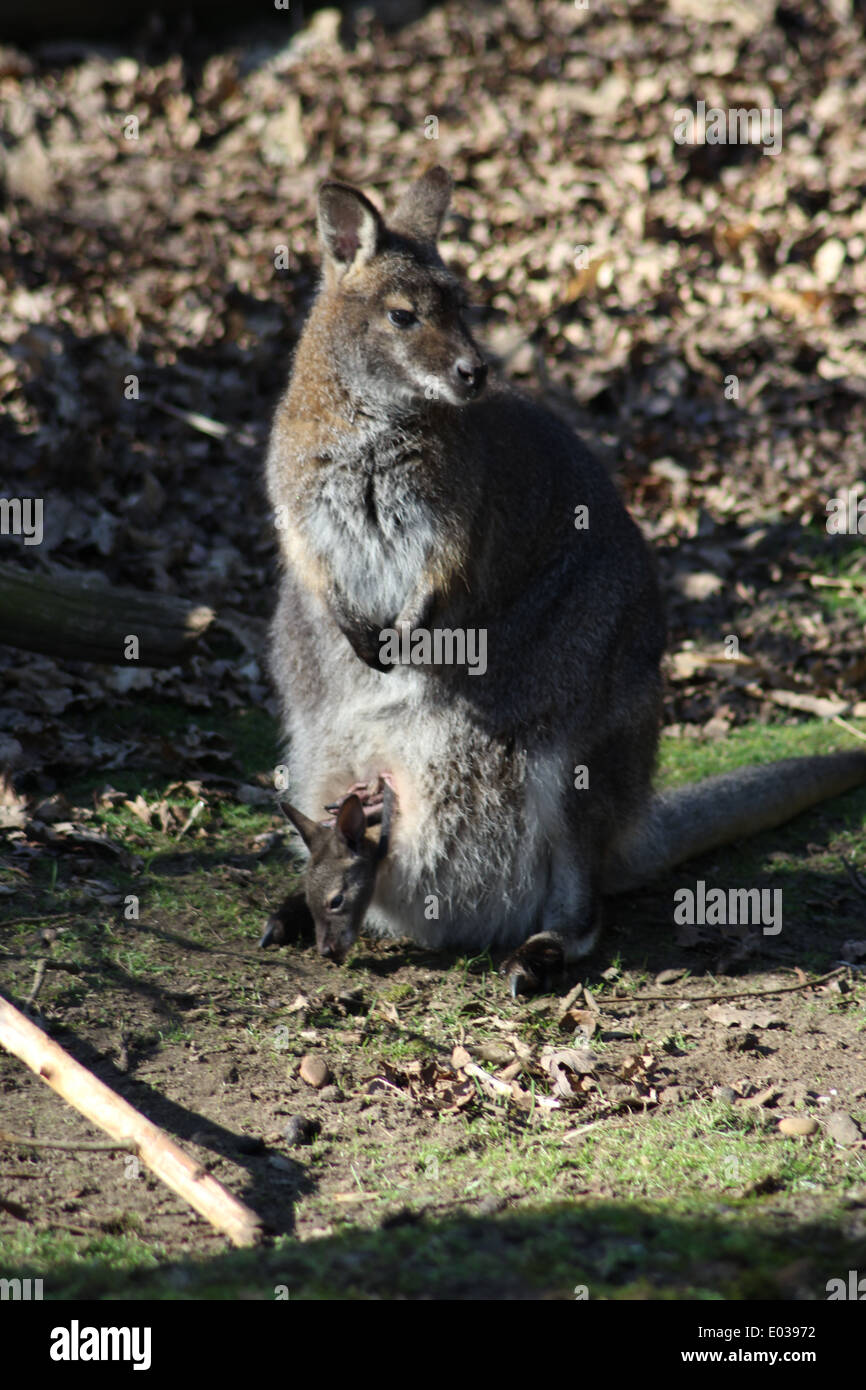Wallaby taken at Woburn Abbey with baby in pouch Stock Photo