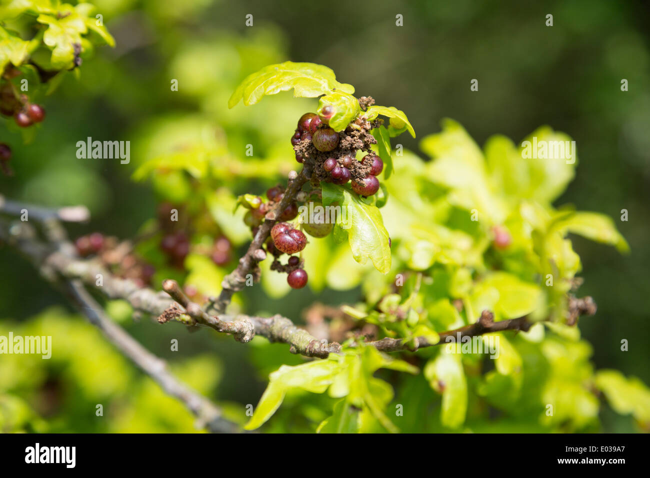 Close up of an oak tree in Northamptonshire, England, UK Stock Photo