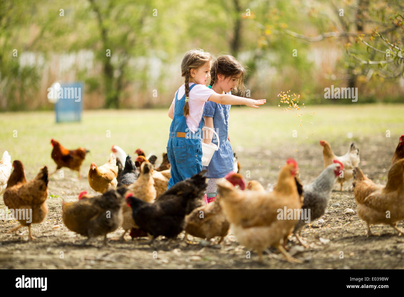 Two little girl feeding chickens Stock Photo