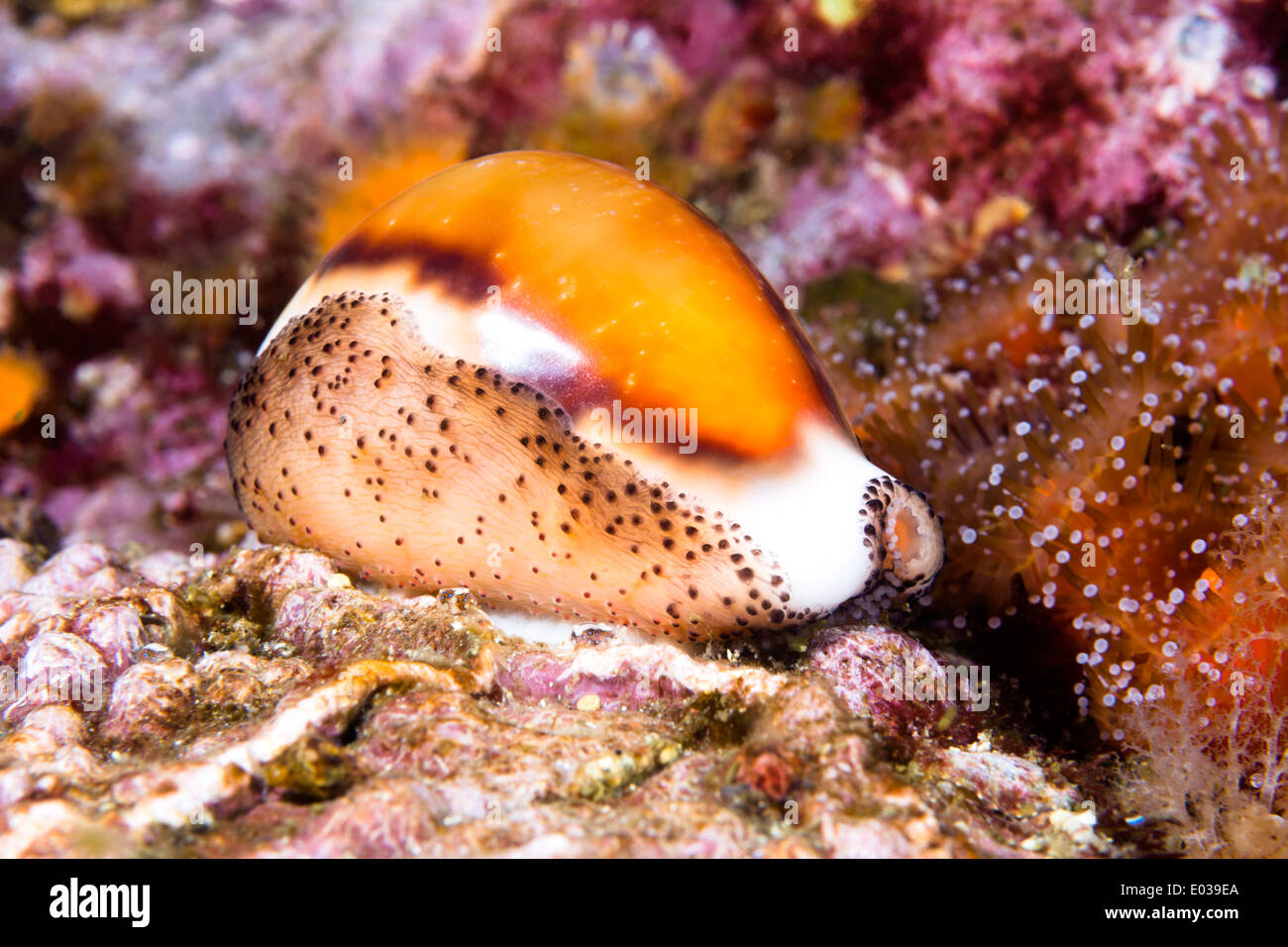 A beautiful cowry snail, a mollusk, crawls across a colorful reef with its mantle wrapped over its shiny shell. Stock Photo
