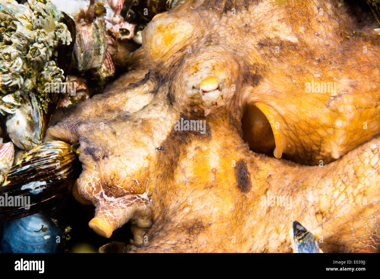 A female octopus rests on the bottom of a reef, breathing hard and changing colors. Stock Photo