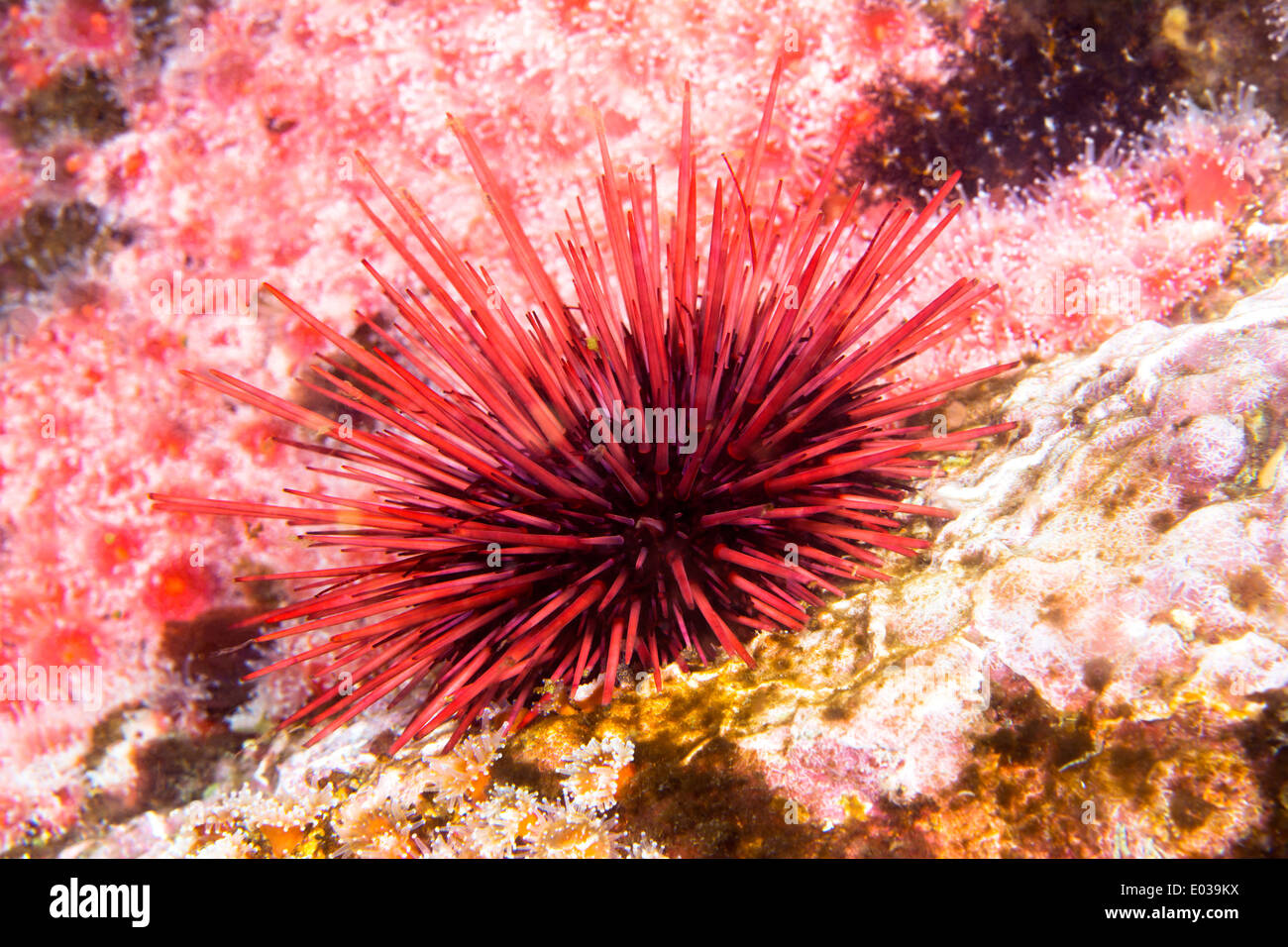 A lone red sea urchin amongst a colony of small club tipped anemones in the cold waters of California. Stock Photo
