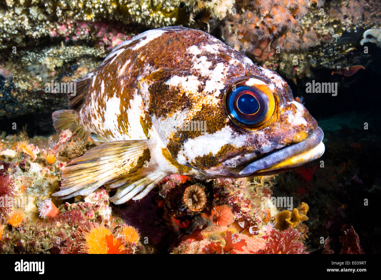 A beautiful cold water rockfish rests atop a reef crevice in the pacific oceans channel islands. Stock Photo