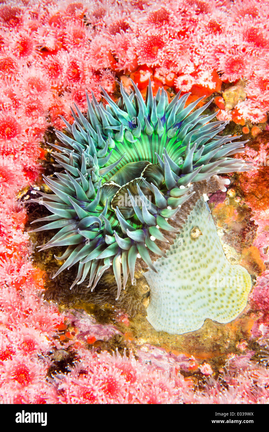 A green sea anemone is attached amongst a colony of red, club-tipped strawberry anemones in the Pacific Ocean's Channel Islands Stock Photo