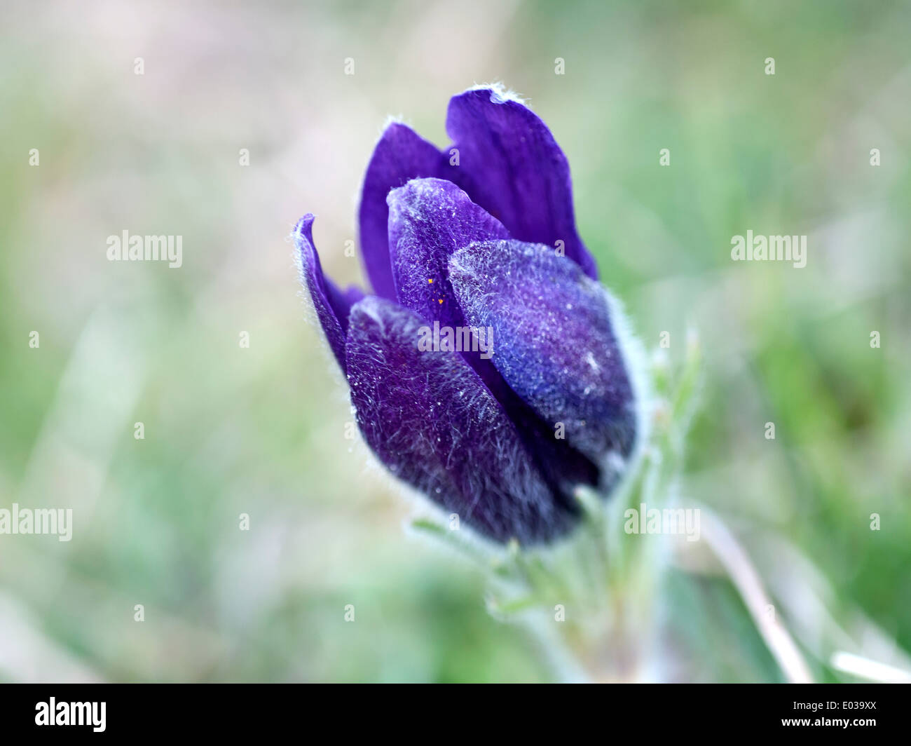 An unopened flower head of the pasque flower ( Pulsatilla vulgaris
