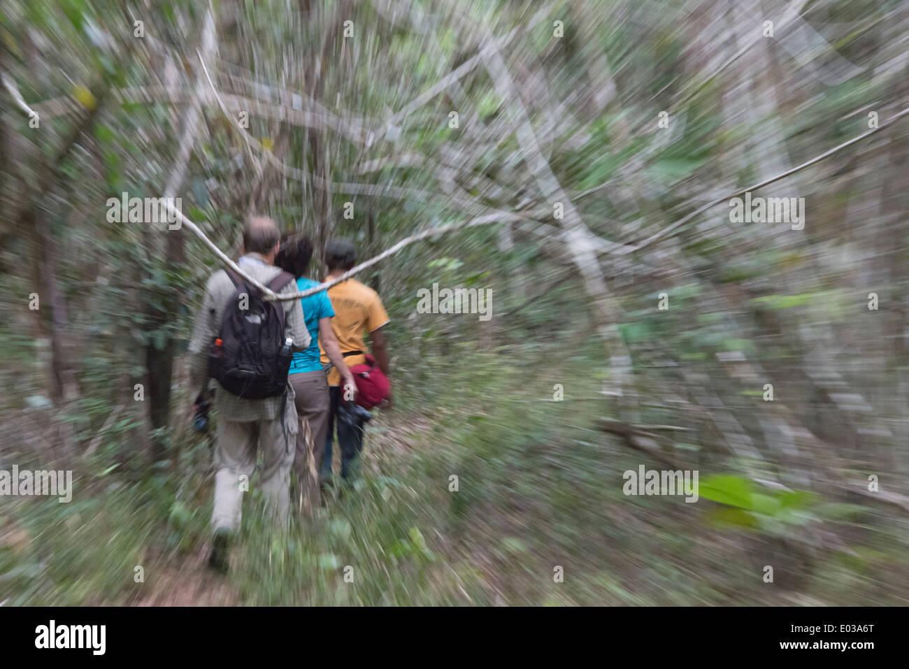 Tourists hiking in the forest, Guyana Stock Photo