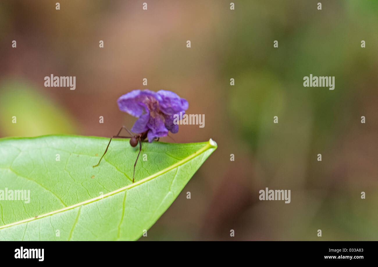 Ant carrying flower petal, Guyana Stock Photo