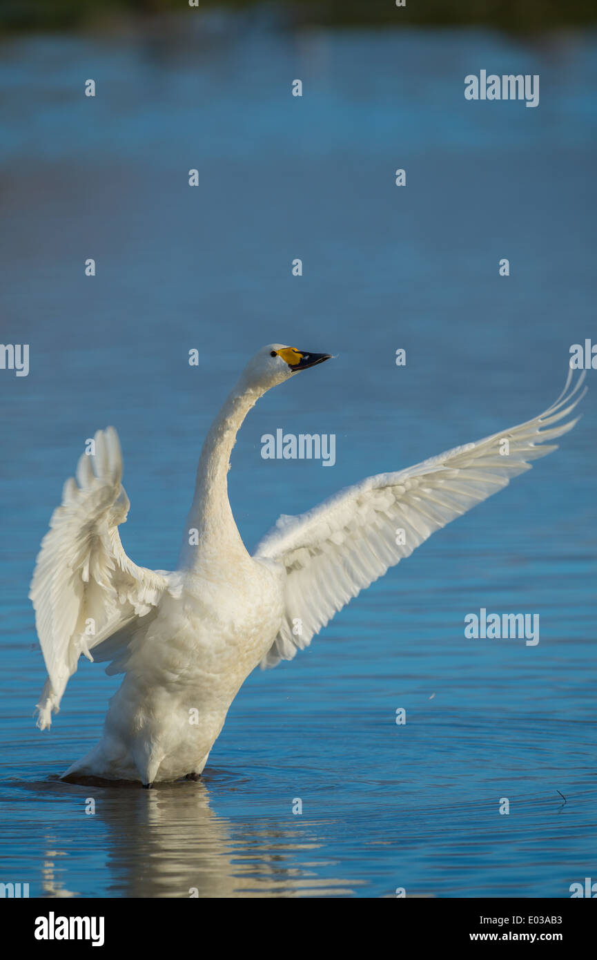 A Bewick's (Tundra) swan drying it's wings whilst standing in water in the late evening Stock Photo