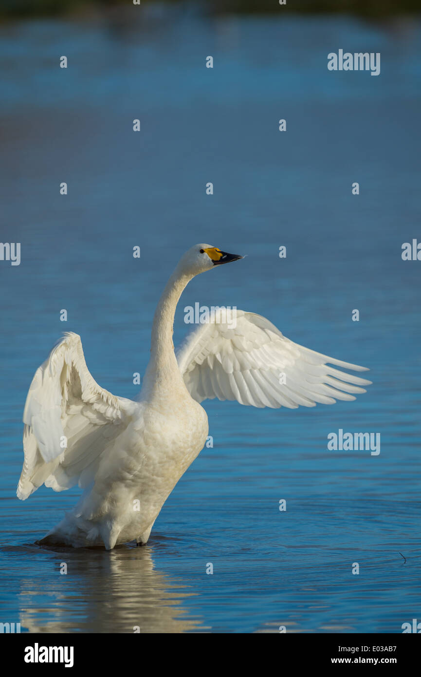 A Bewick's (Tundra) swan drying it's wings whilst standing in water in the late evening Stock Photo