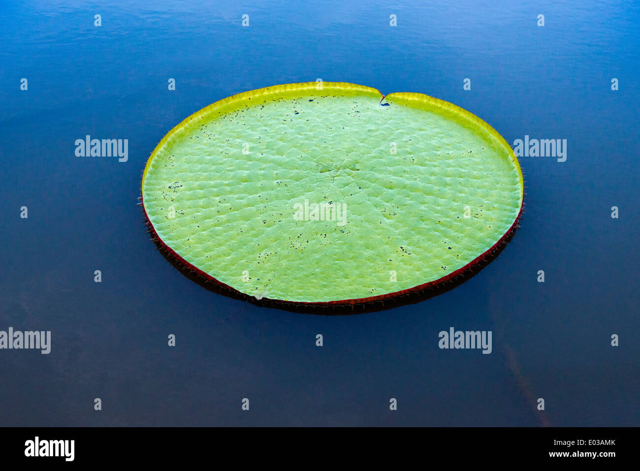 Victoria amazonica lily pad on Rupununi River, southern Guyana Stock Photo