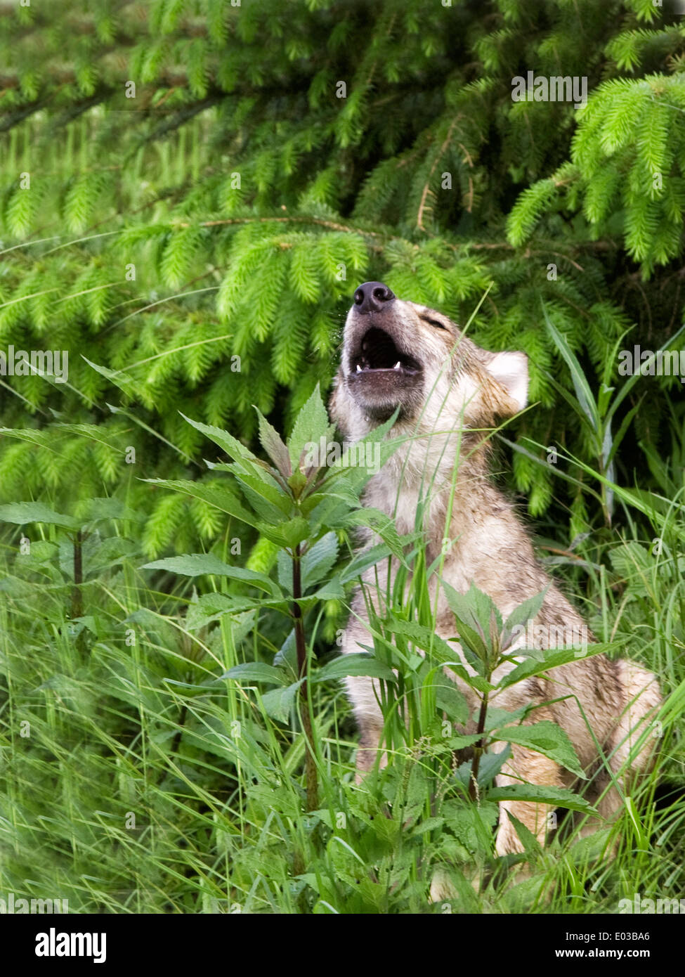 Cute Baby Wolf Howling