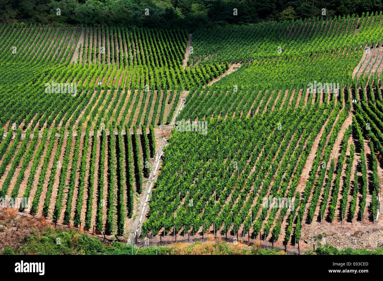 Photo of hillside vineyards along the Rhine River between Koblenz and Rudesheim, Germany Stock Photo