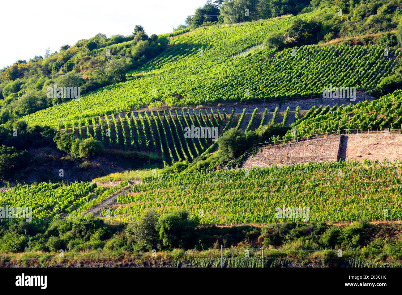 Photo of hillside vineyards along the Rhine River between Koblenz and Rudesheim, Germany Stock Photo