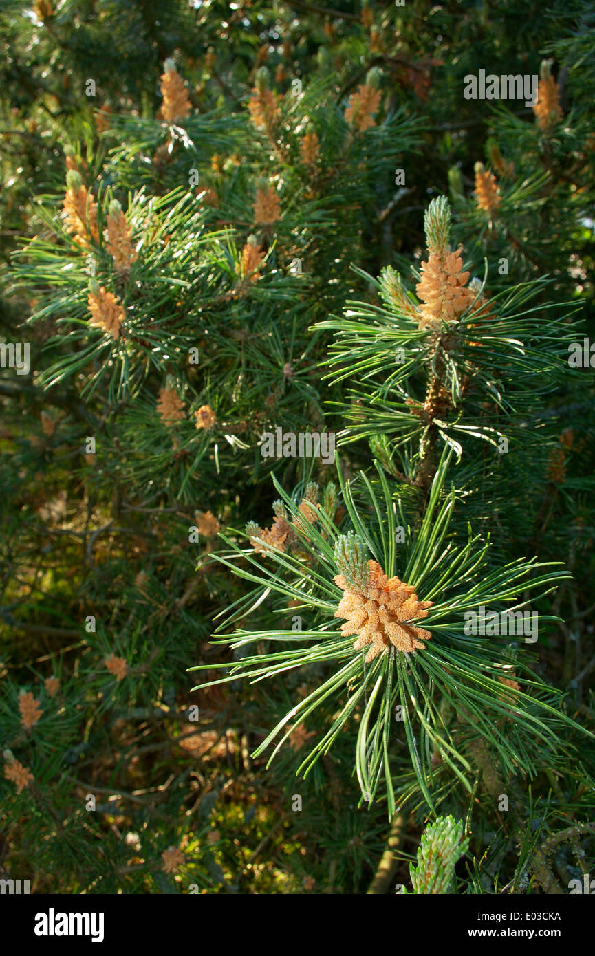 Scots or scotch pine Pinus sylvestris male pollen flower cone on tree growing in evergreen coniferous forest. Pomerania, Poland. Stock Photo