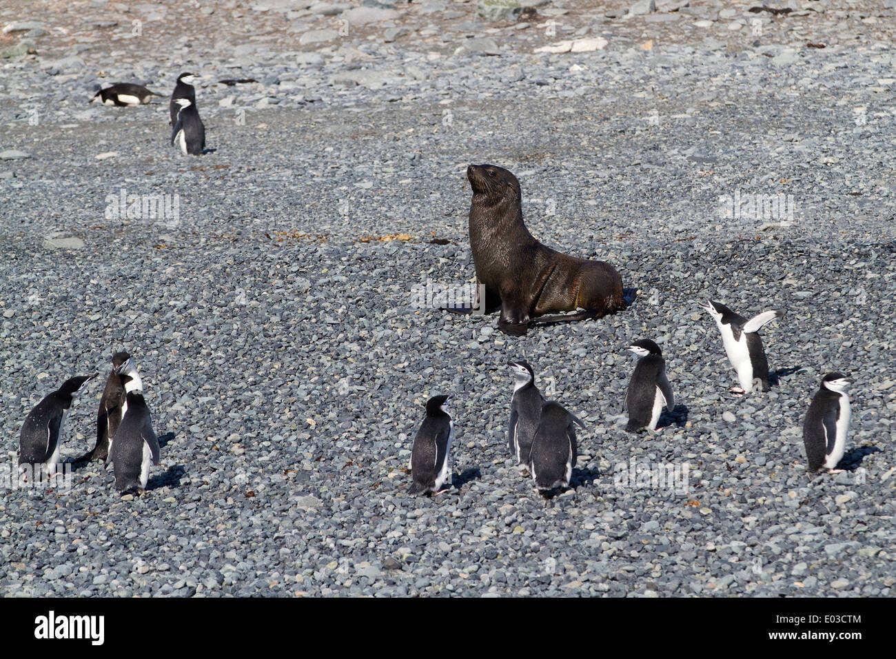 Antarctic fur seal, Arctocephalus gazella, and Chinstrap penguins, Pygoscelis antarcticus, South Shetland Islands, Antarctica. Stock Photo