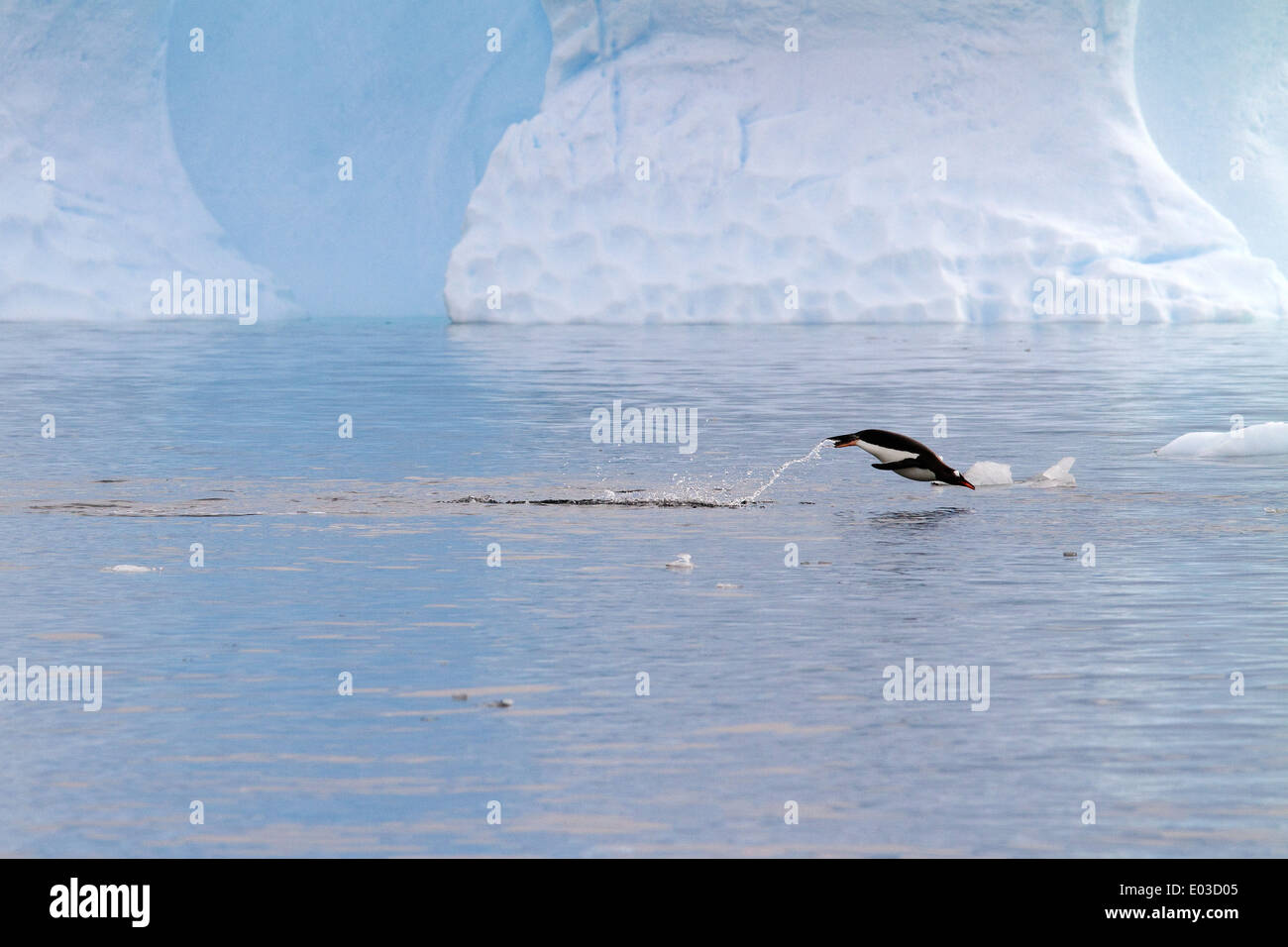 Penguin jumping, porpoising near iceberg in Antarctica, Antarctic Peninsula. Gentoo penguin, Pygoscelis papua. Stock Photo