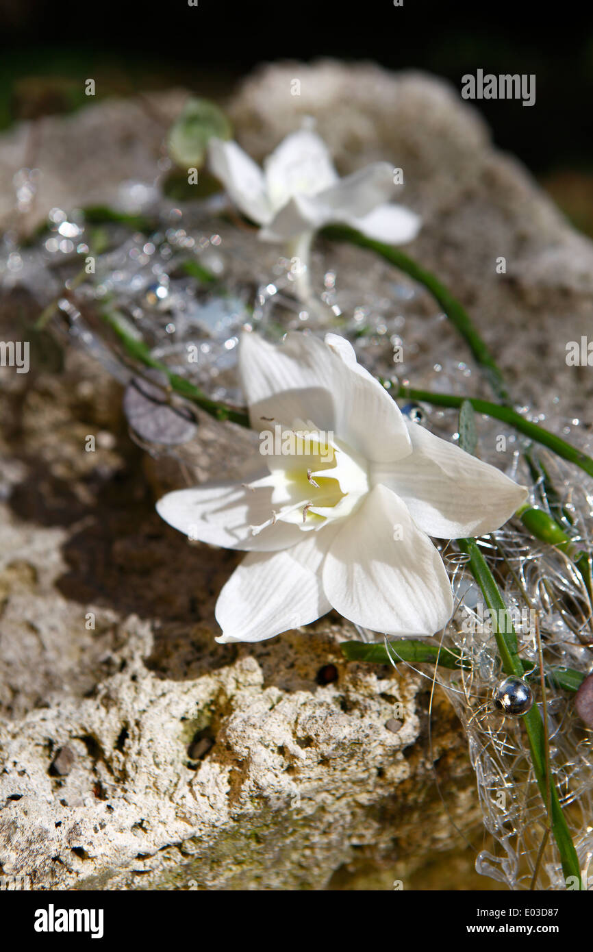 White jasmine hi-res stock photography and images - Alamy