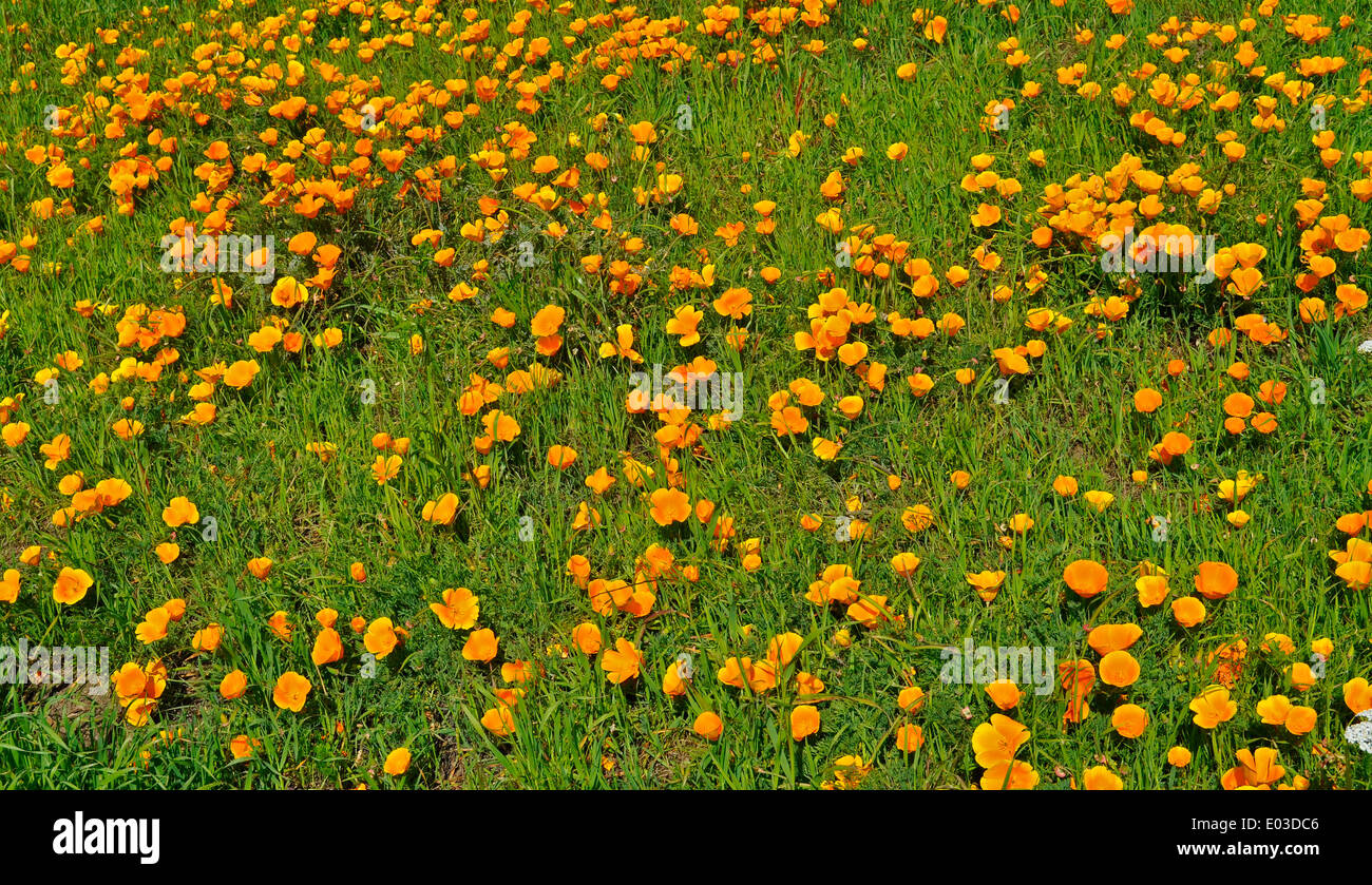 California Poppies McLaren Park, San  Francisco, California, USA, Stock Photo