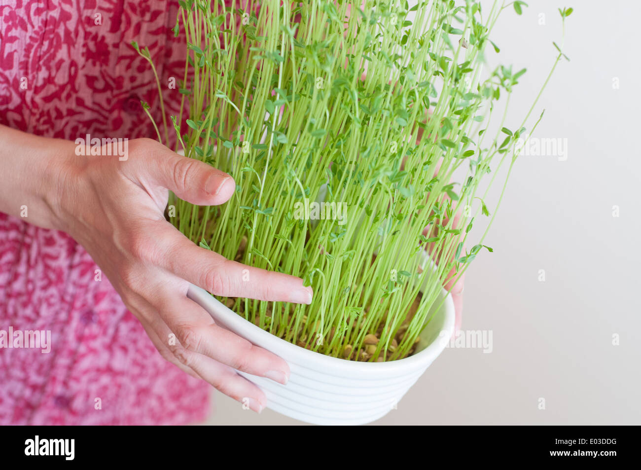 Woman and green sprouts Stock Photo
