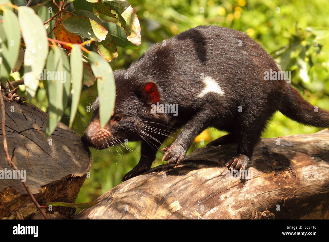 A Tasmanian Devil smelling a scent post. Stock Photo