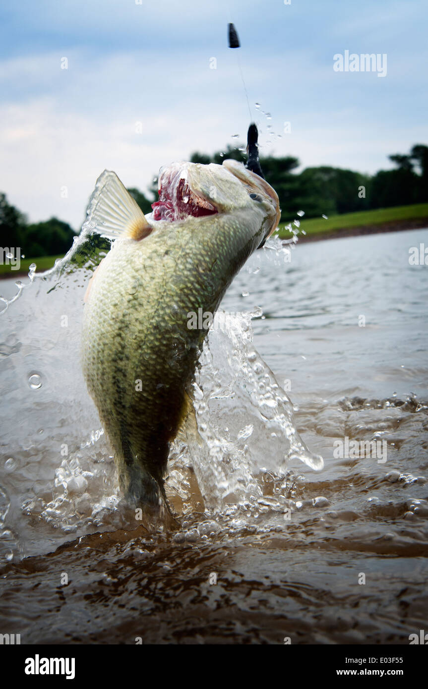 Largemouth bass jumping out of the water Stock Photo - Alamy