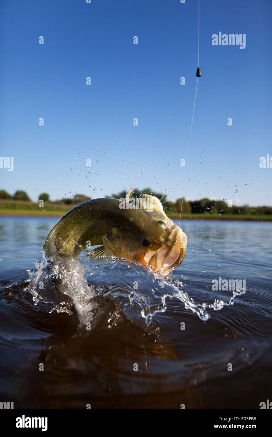 Largemouth hi-res stock photography and images - Alamy