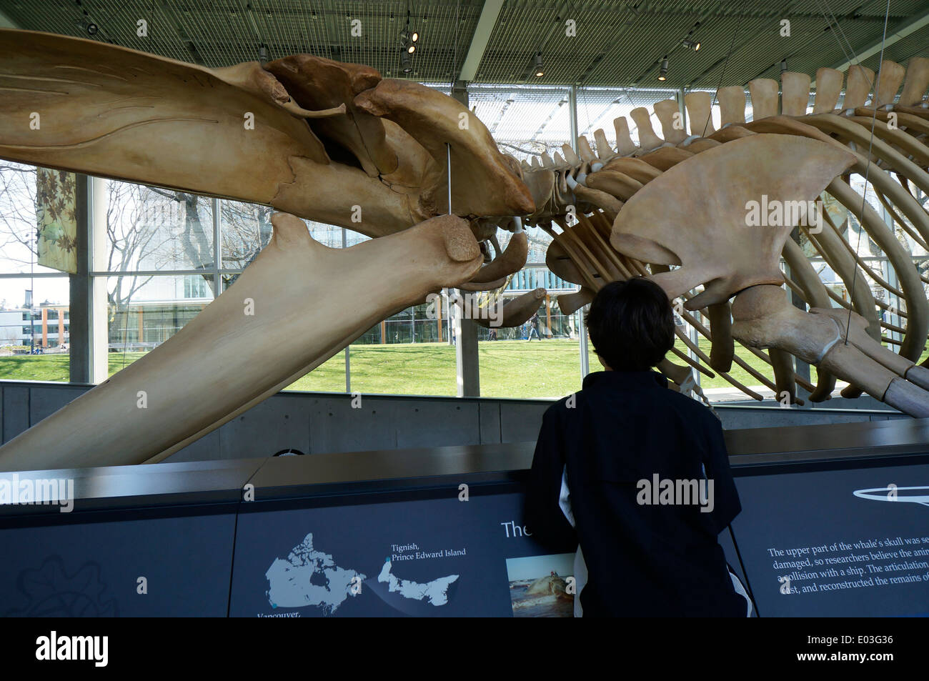 School boy looking at the Blue Whale skeleton, Beaty Biodiversity Museum, University of British Columbia, Vancouver, Canada Stock Photo
