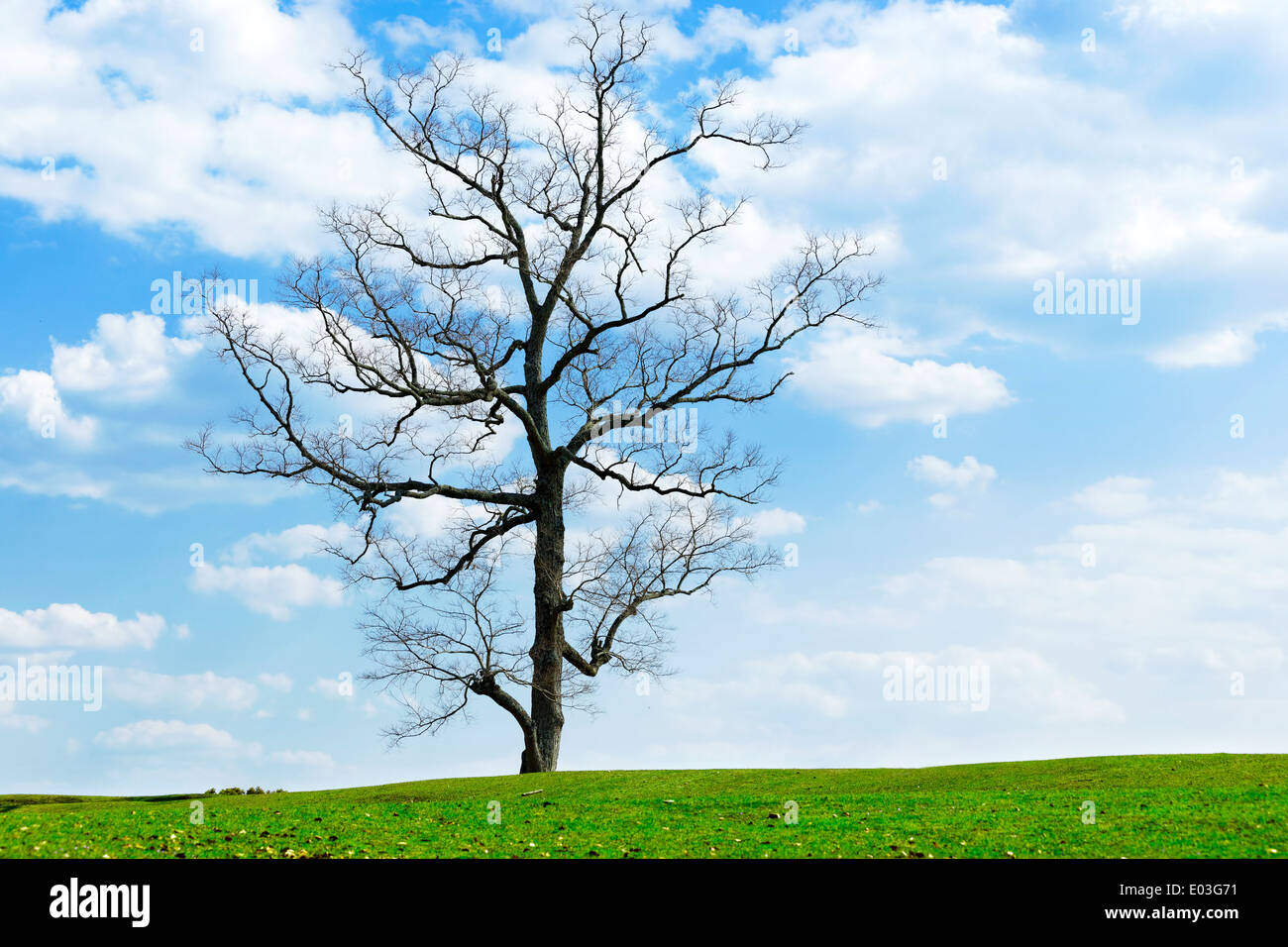 casuarina tree and green earth , blue sky Stock Photo