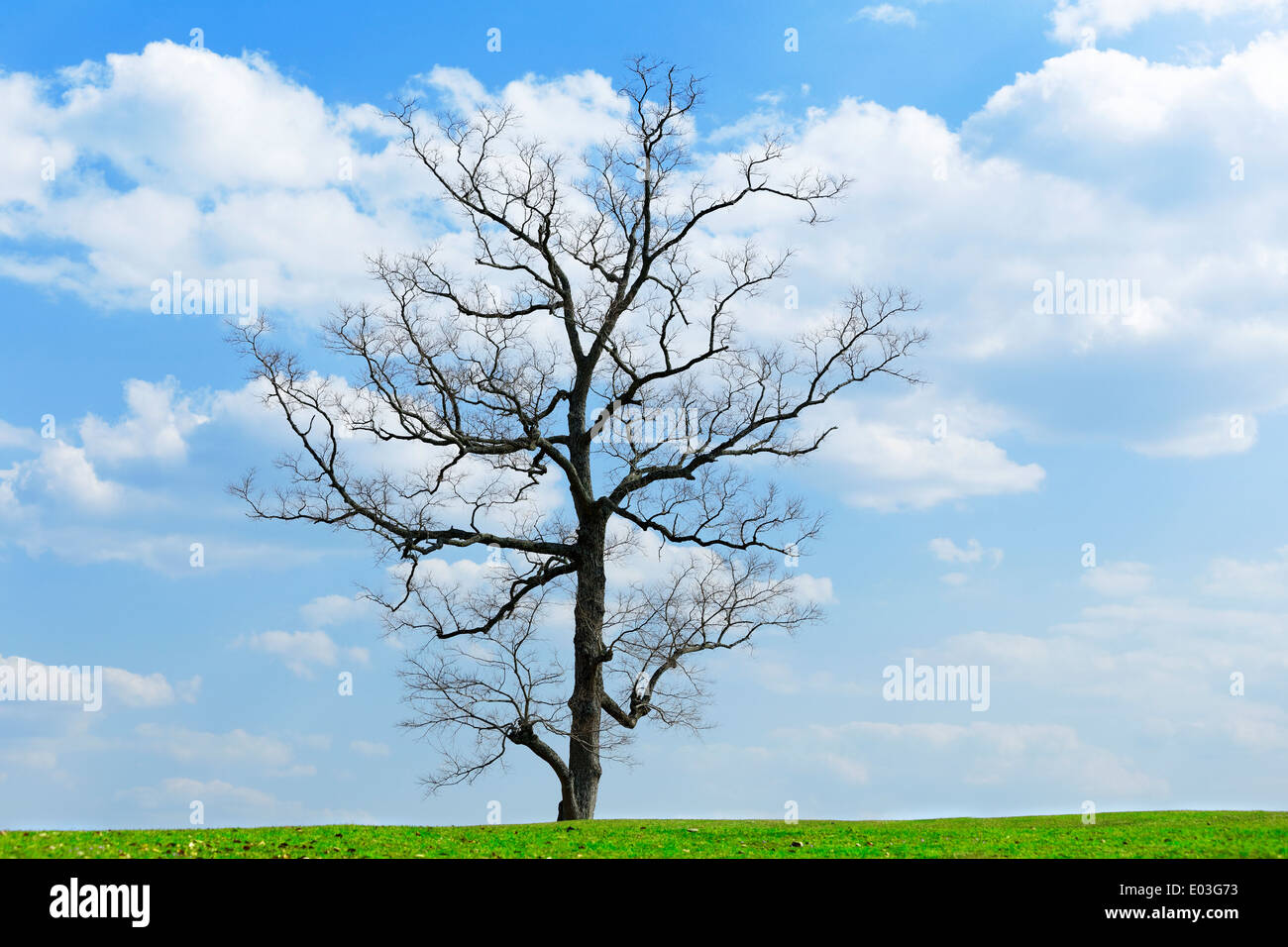 casuarina tree and green earth , blue sky Stock Photo