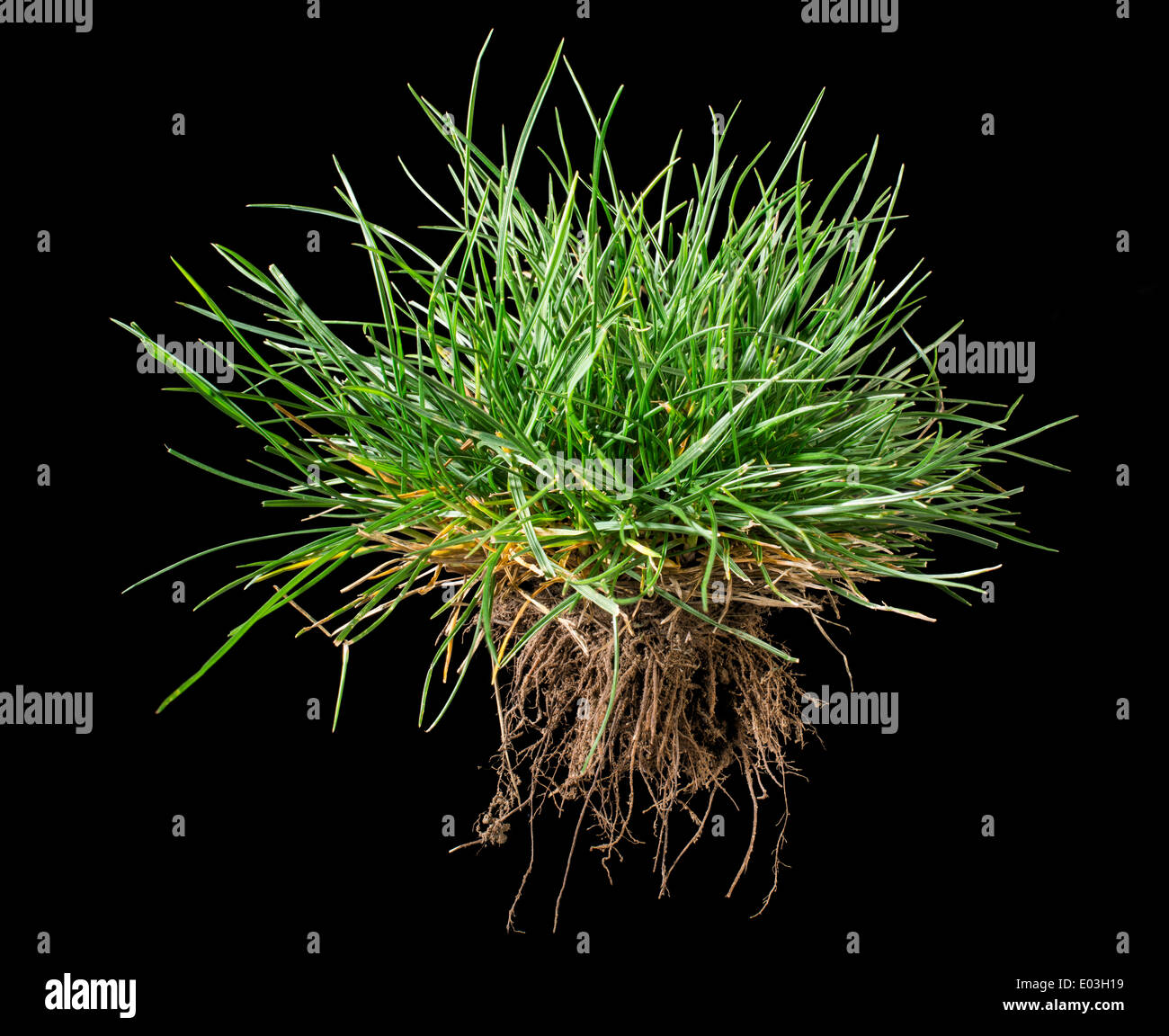 Soil plants cross section hi-res stock photography and images - Alamy