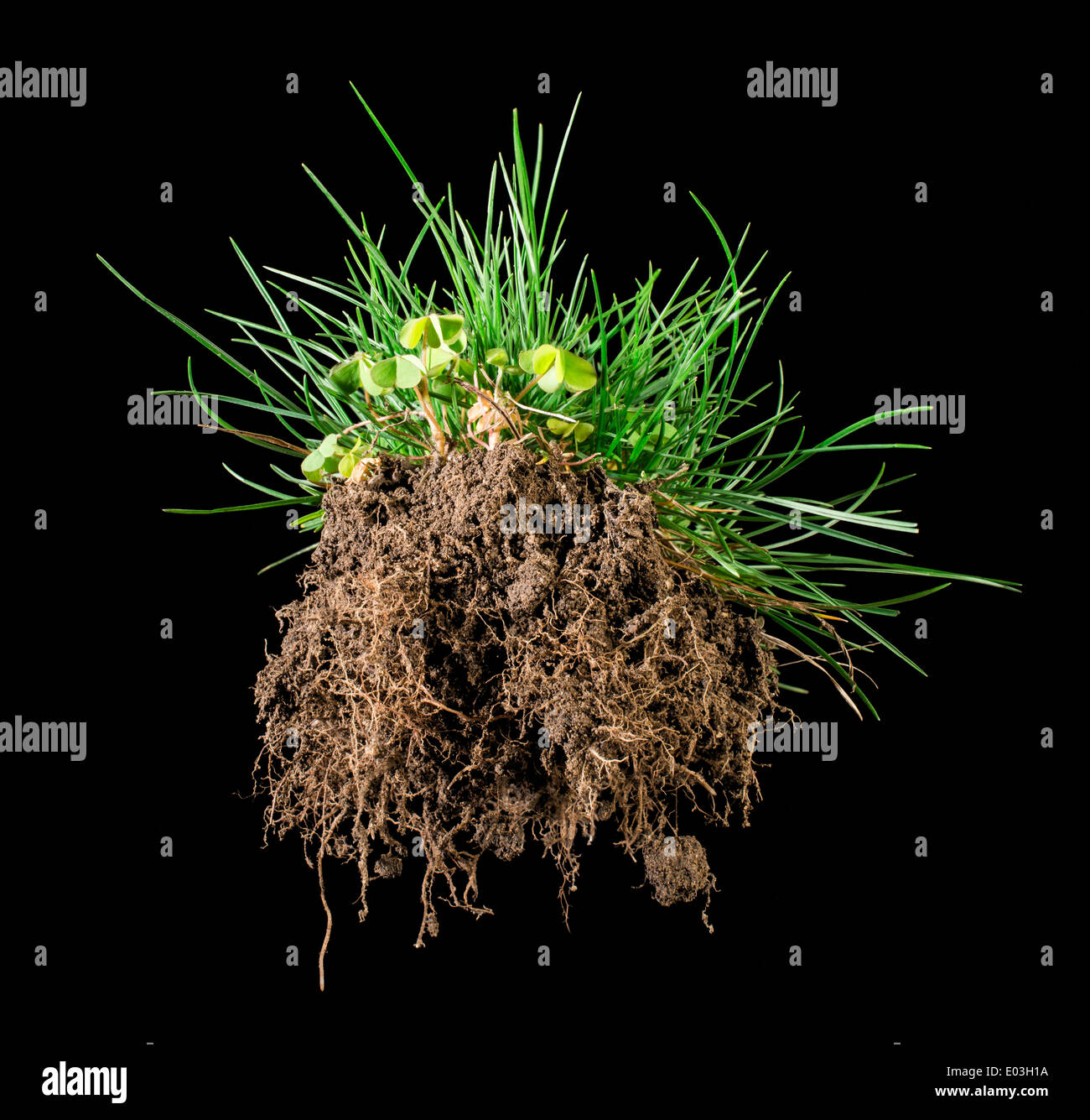 Black isolated turf grass and earth. Rhizome Stock Photo
