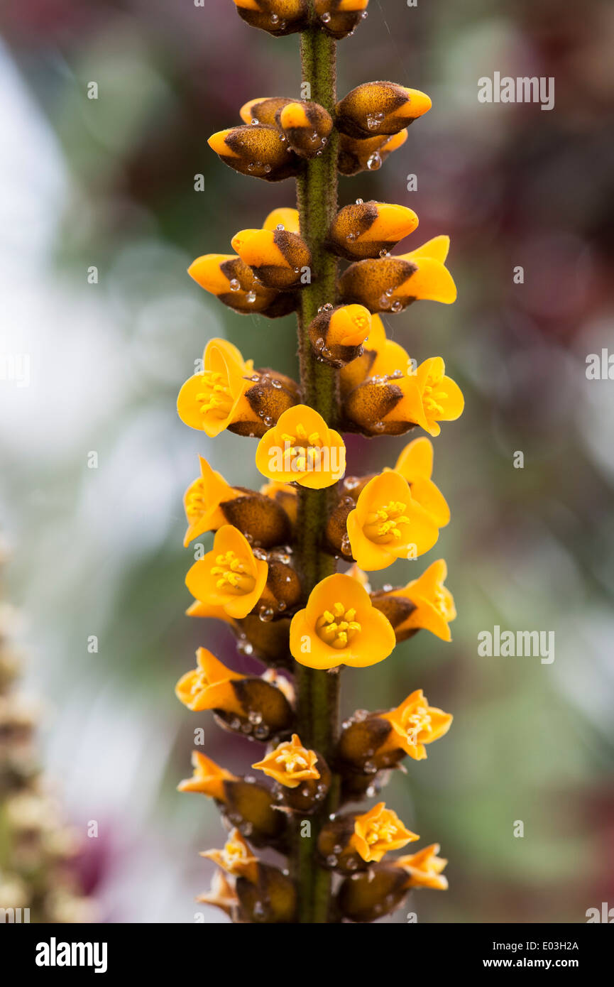 Dyckia Frigida. Dyckia Bromeliad flower spike Stock Photo