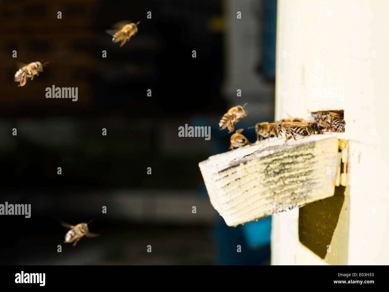 Bees entering the hive. White beehive Stock Photo