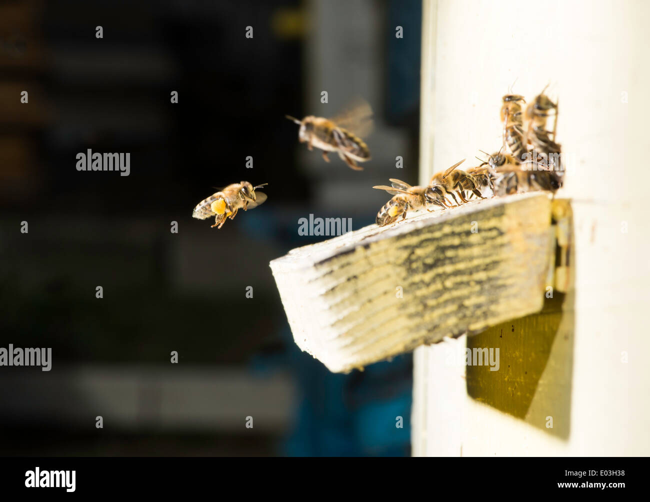 Bees entering the hive. White beehive Stock Photo - Alamy