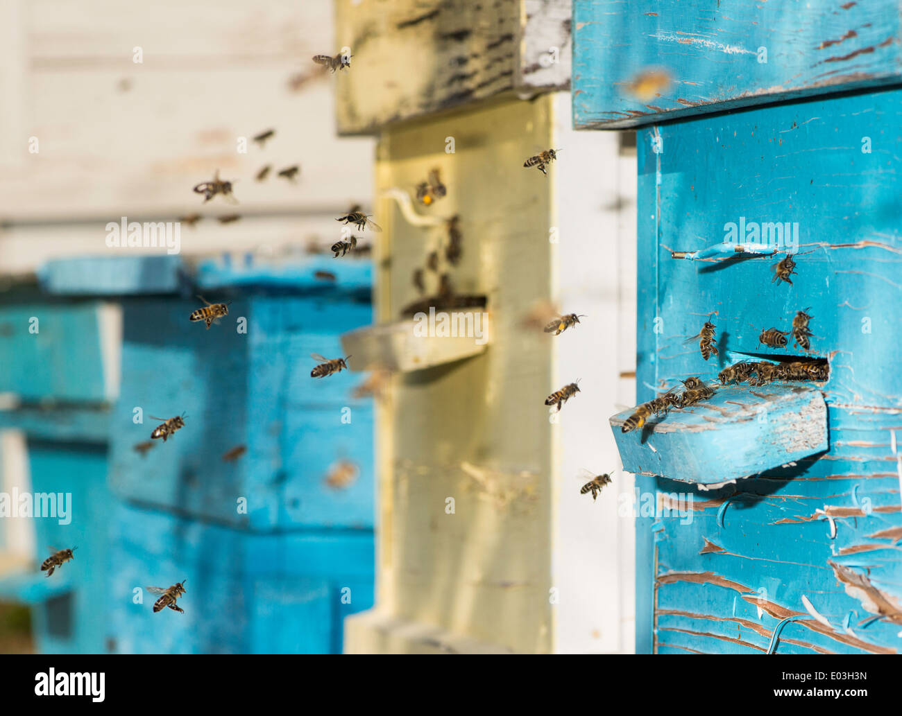 Swarm of bees fly to beehive. Sun light Stock Photo Alamy