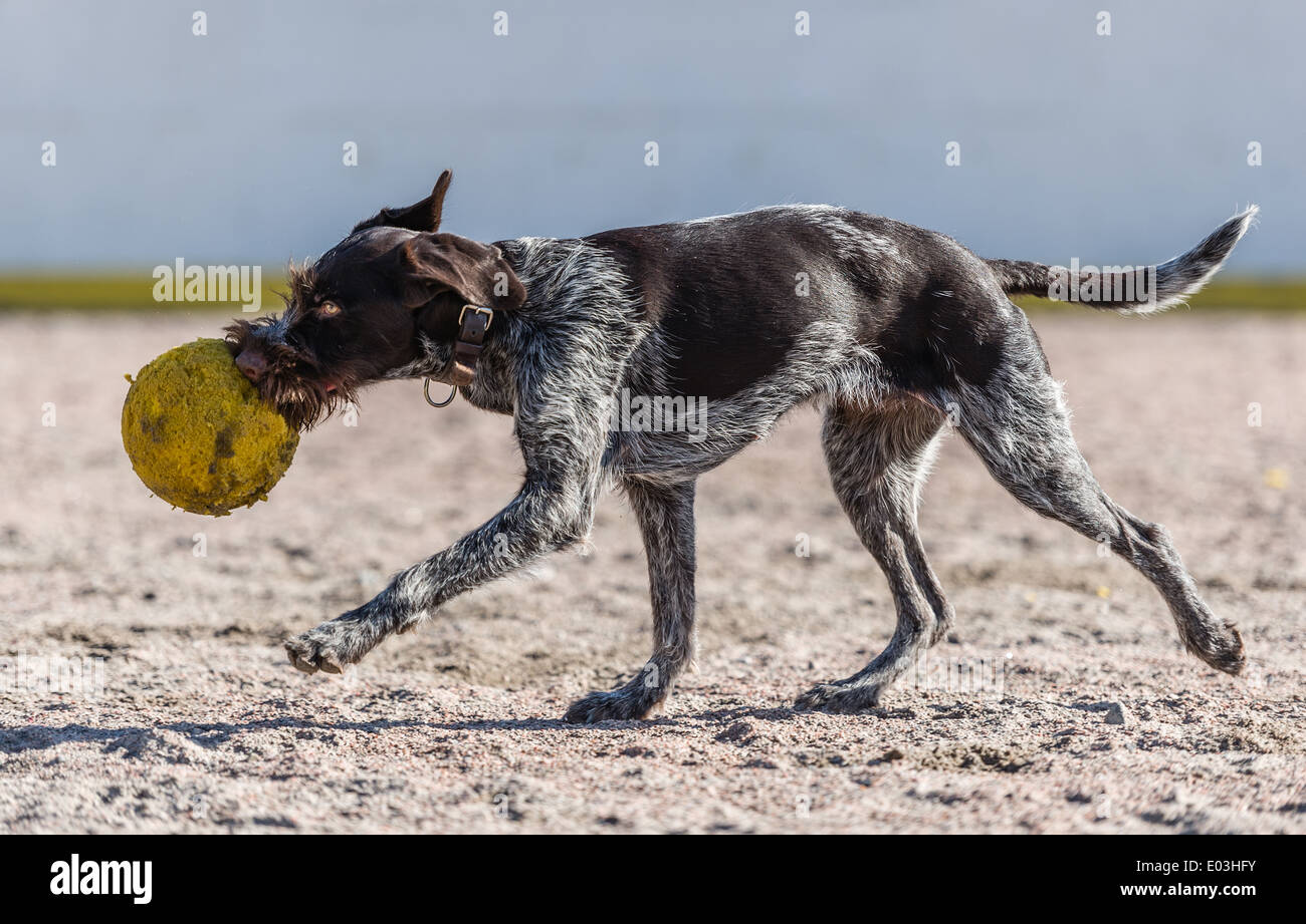 Puppy German wire-haired pointer playing outdoors with a ball Stock Photo