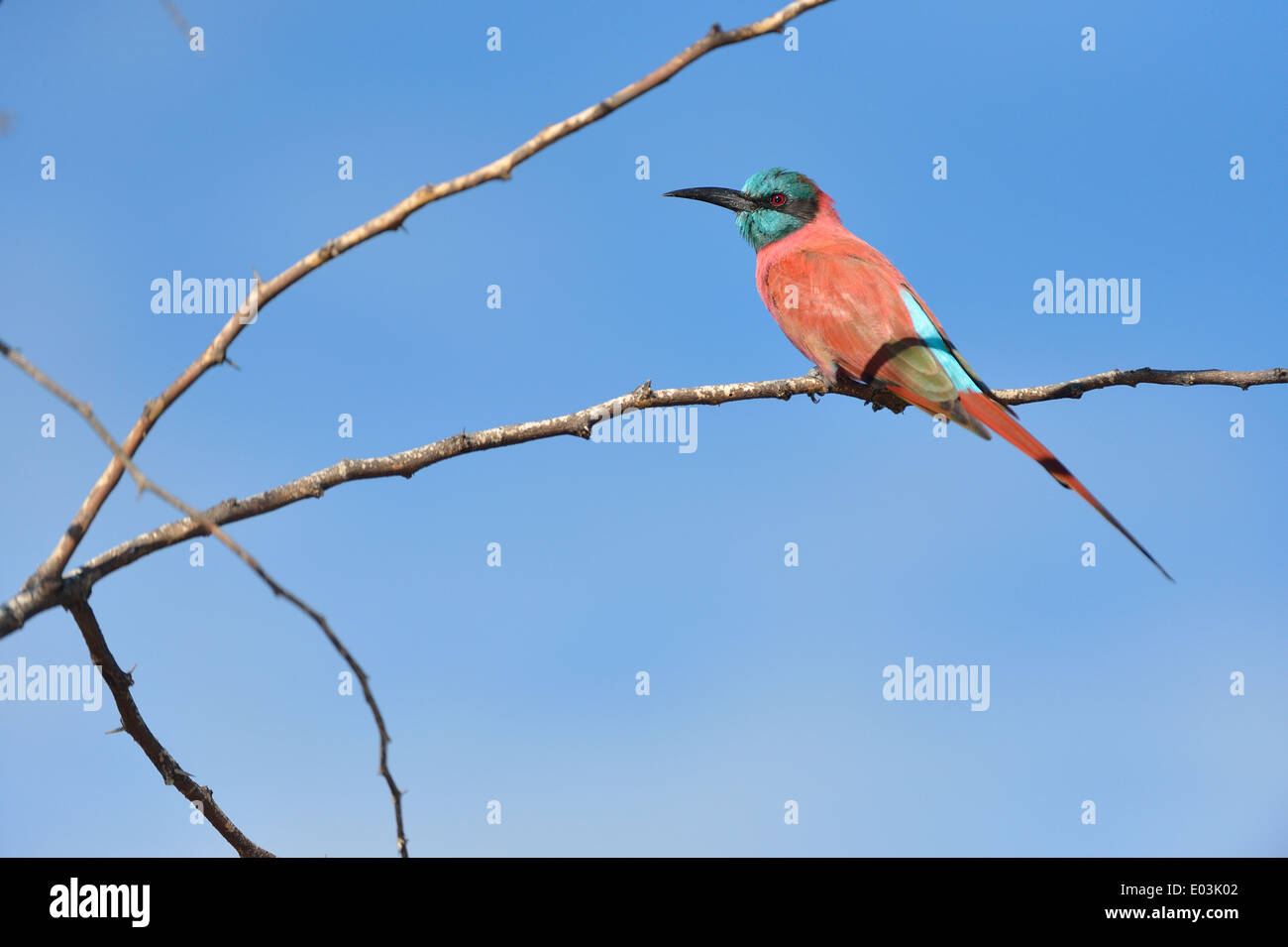 Northern Carmine Bee-eater (Merops nubicus) perched in a tree Lake Baringo - Kenya - East Africa Stock Photo