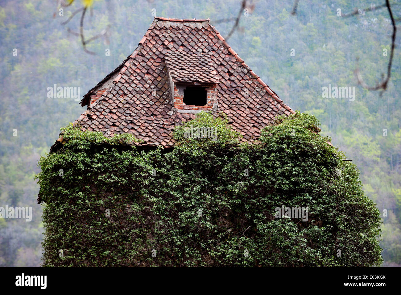 Abandoned old tower house with overgrown ivy Stock Photo