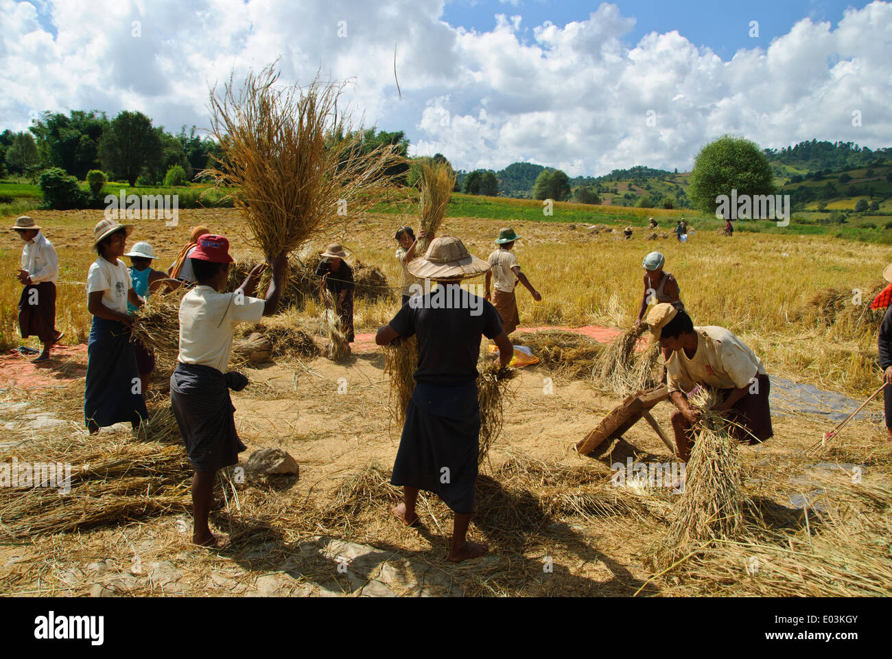 Farmers gathering together to work on harvesting season Stock Photo Alamy