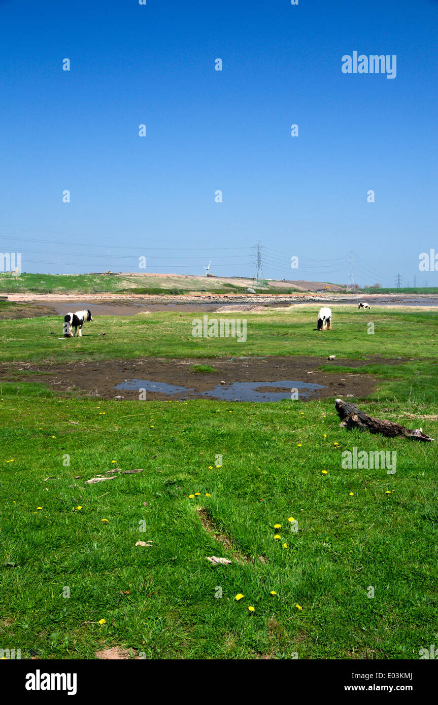 Horses grazing on waste land, Pengam Moors, Cardiff, Wales, UK Stock