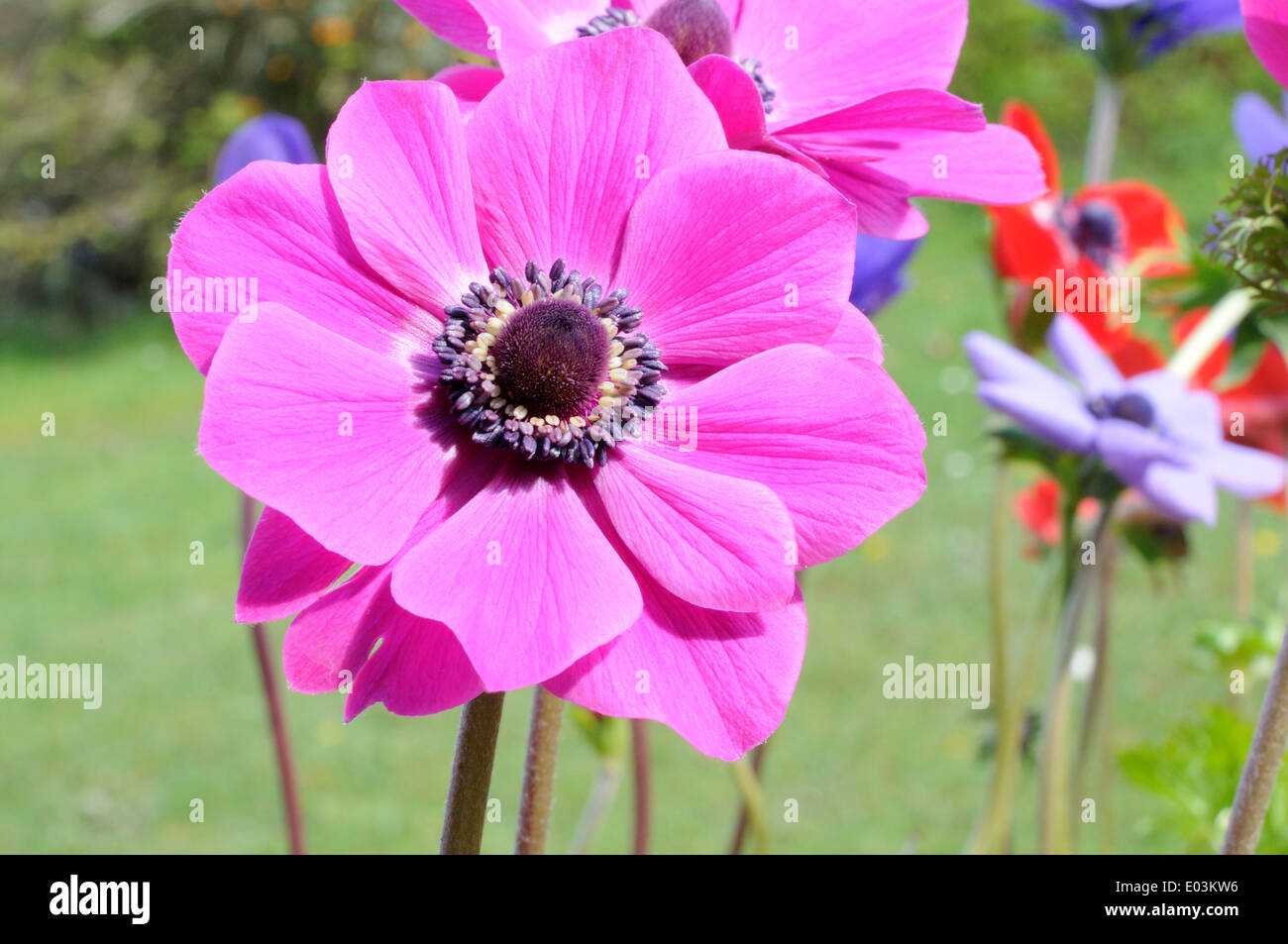 Close up of bright pink Anemone flower Stock Photo