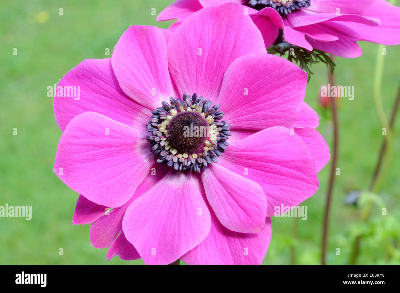 Close up of bright pink Anemone flower Stock Photo