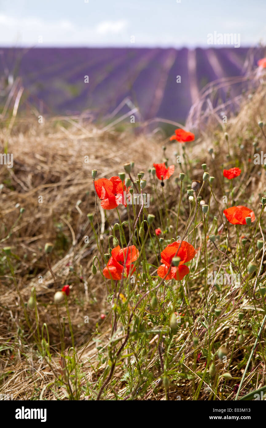 Poppies Fields France High Resolution Stock Photography and Images - Alamy