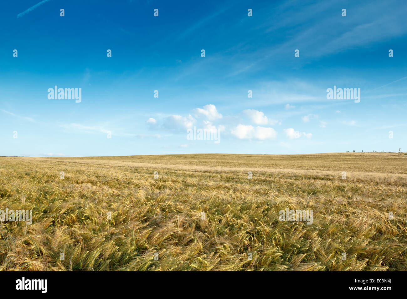 golden wheat field with blue sky and clouds Stock Photo - Alamy