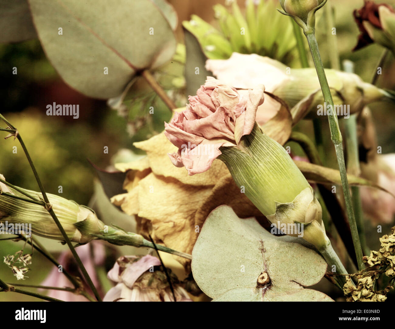 Dead flowers hires stock photography and images Alamy