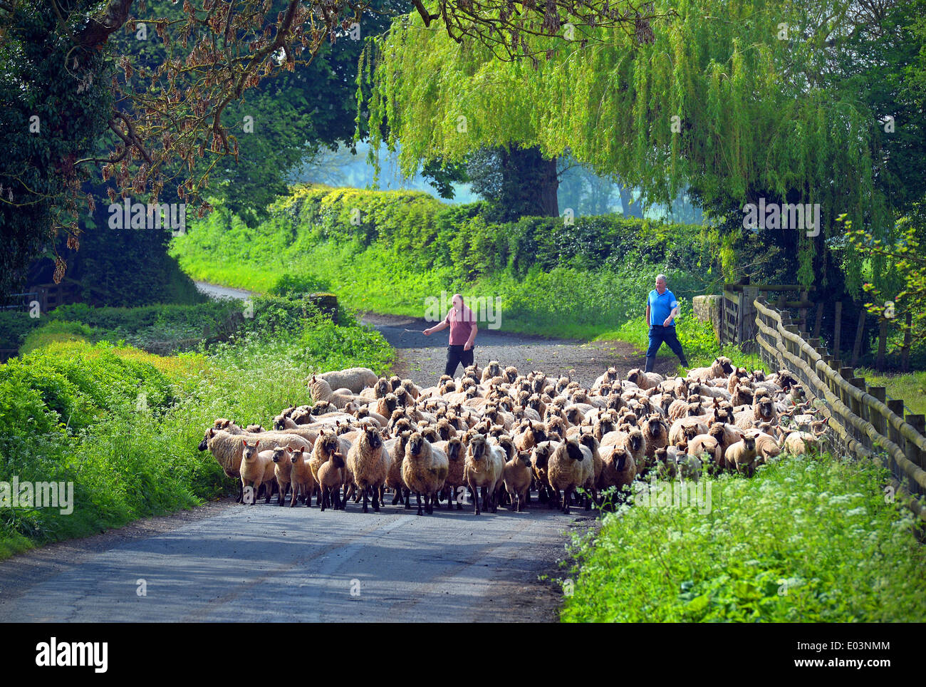 A flock of Clun Forest ewes and lambs are herded to new pastures for the summer months near Stockton Bury Farm, Herefordshire. Stock Photo