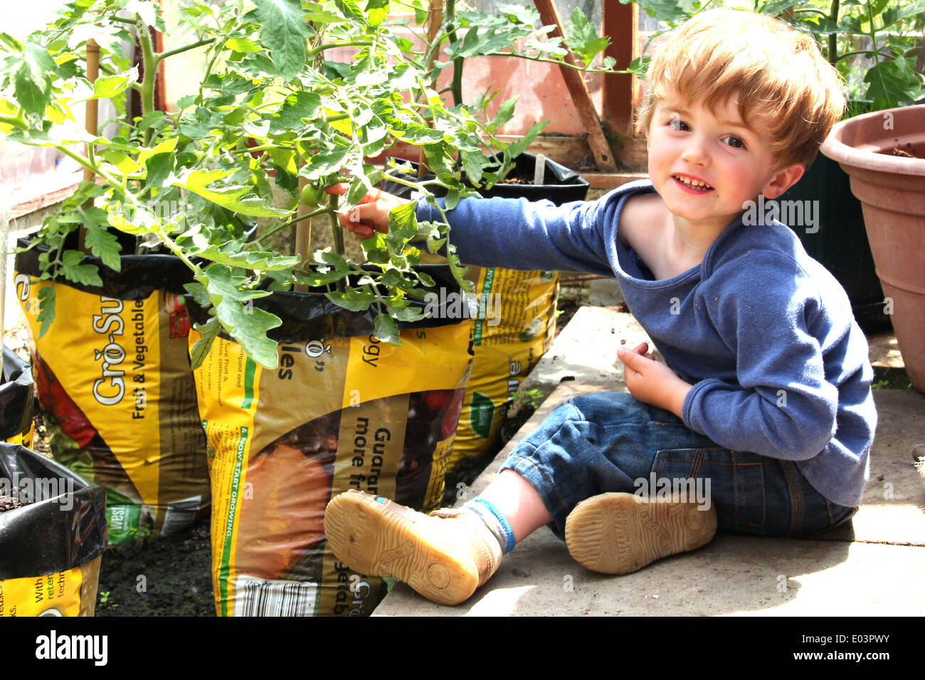 A cheeky smiling small boy inspecting/about to pick green tomatoes (4 of a series of 5) Stock Photo